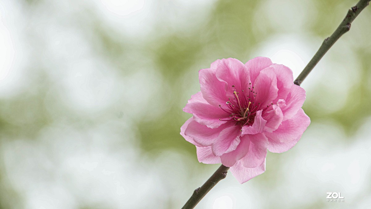 玉渊潭花花草草