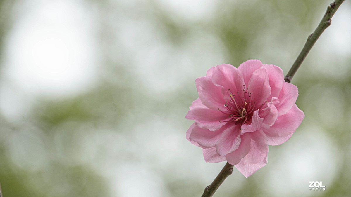 玉渊潭花花草草