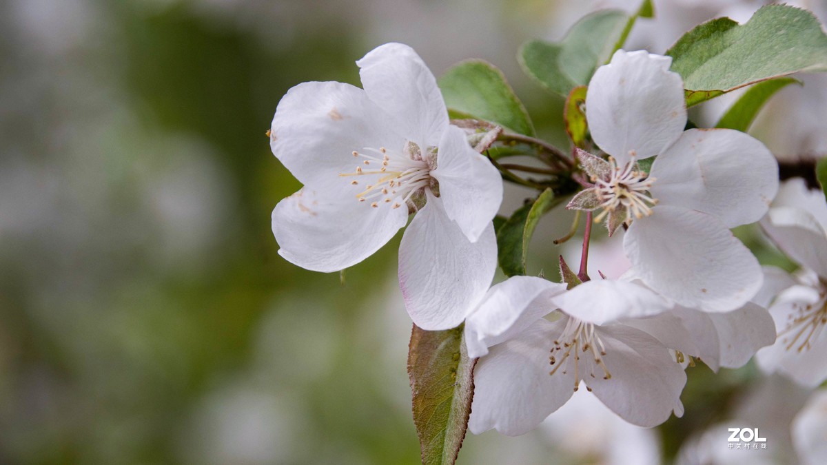 玉渊潭花花草草