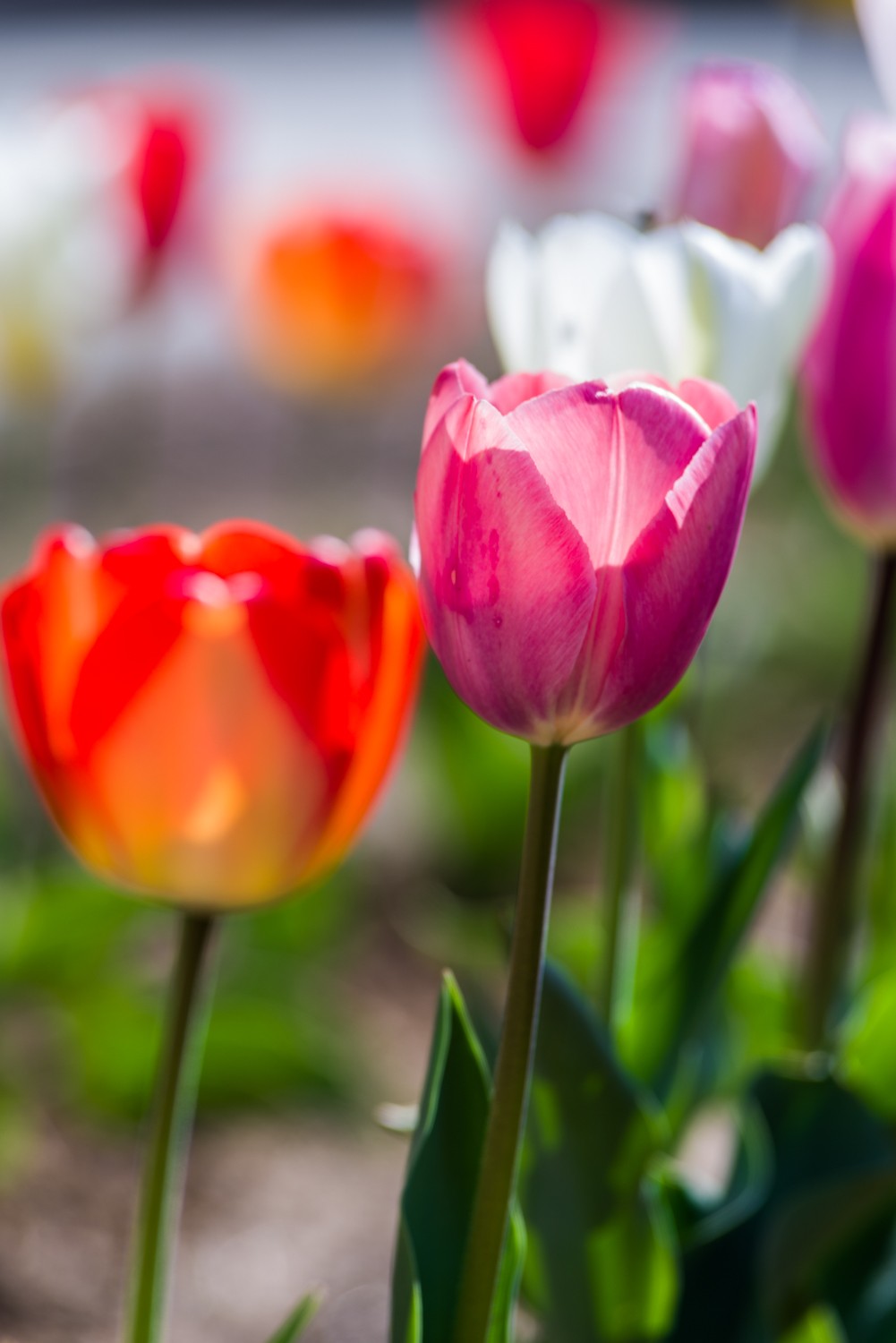 春天常见的花颜色图片