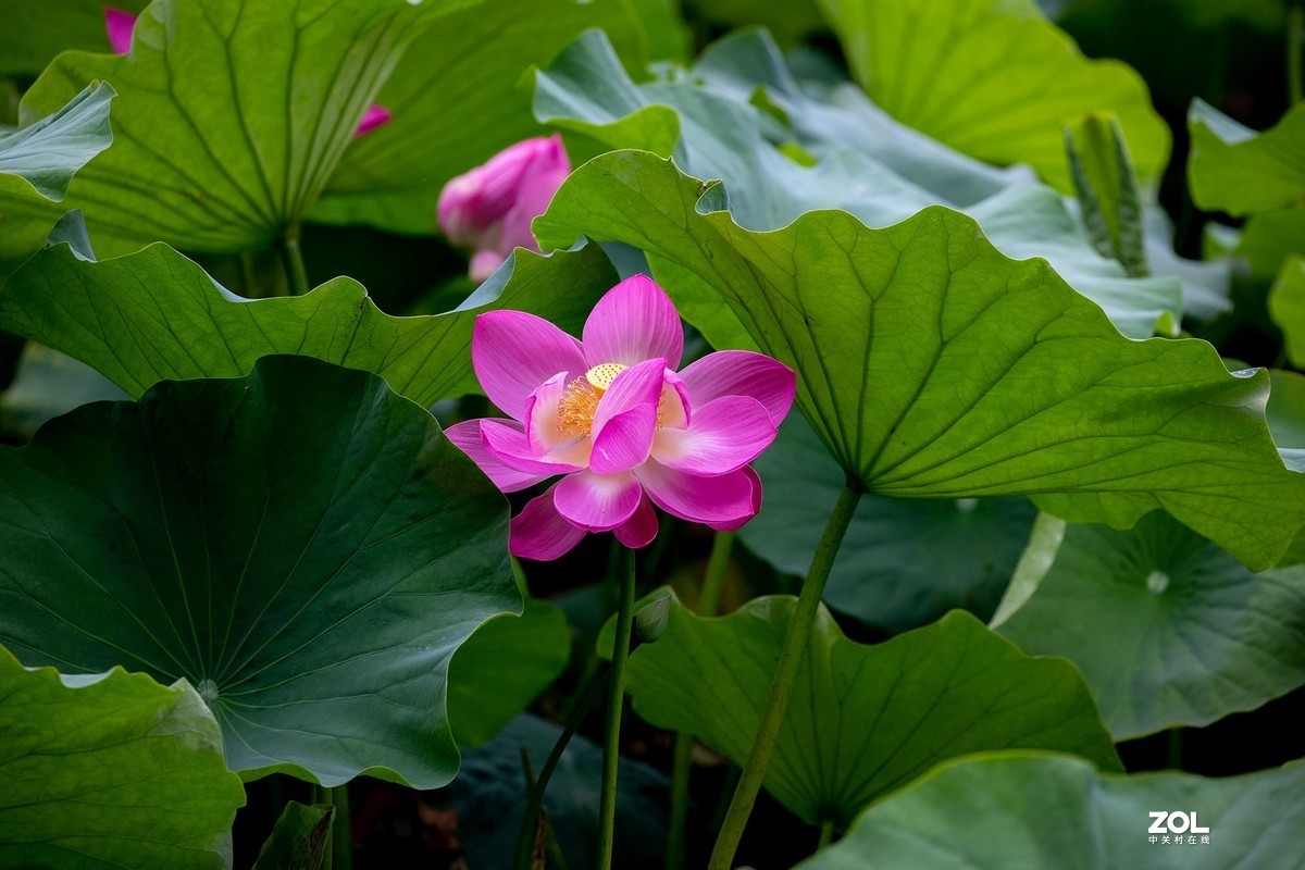 荷花