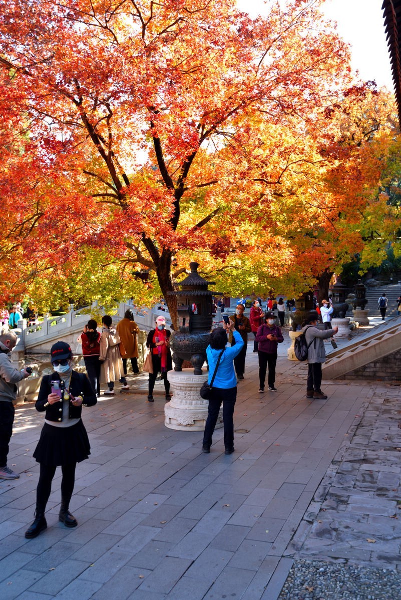 北京香山公园看红叶 2/4