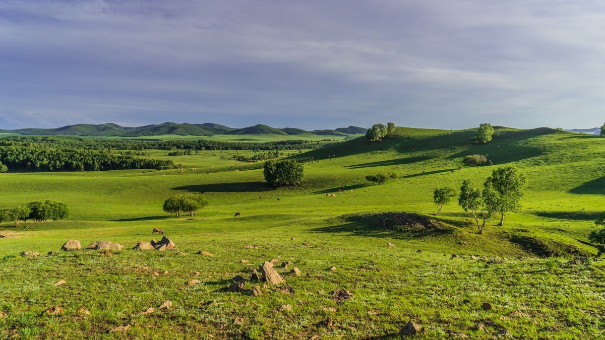 草原的夏青青的草悠悠的牛