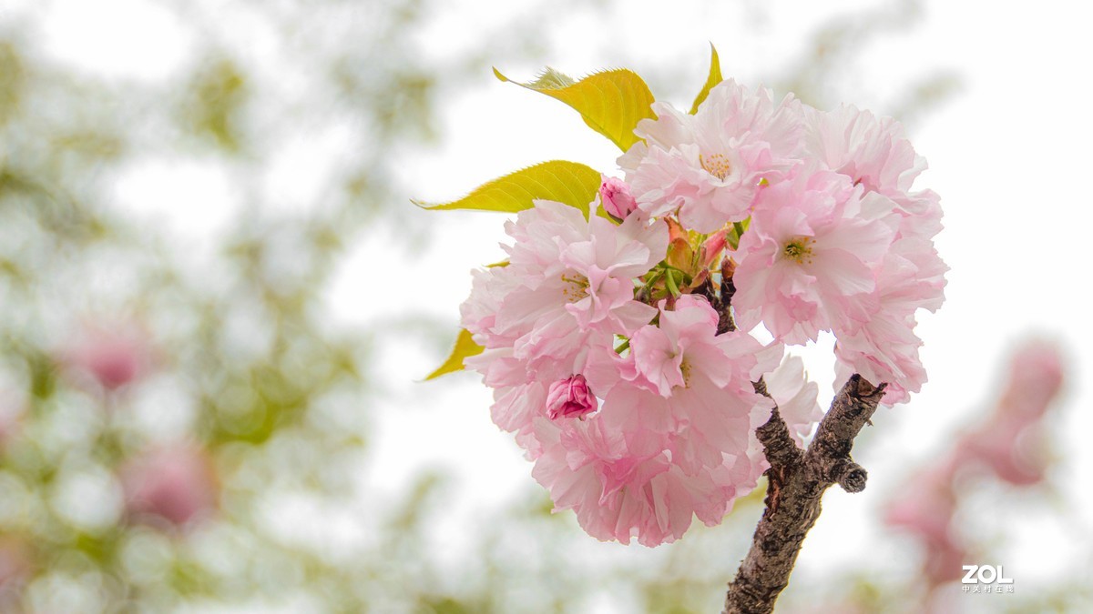 玉渊潭花花草草
