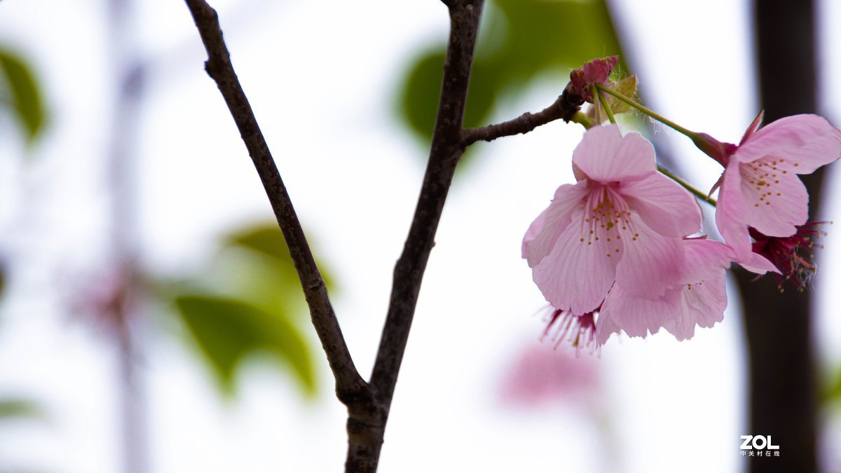 玉渊潭花花草草