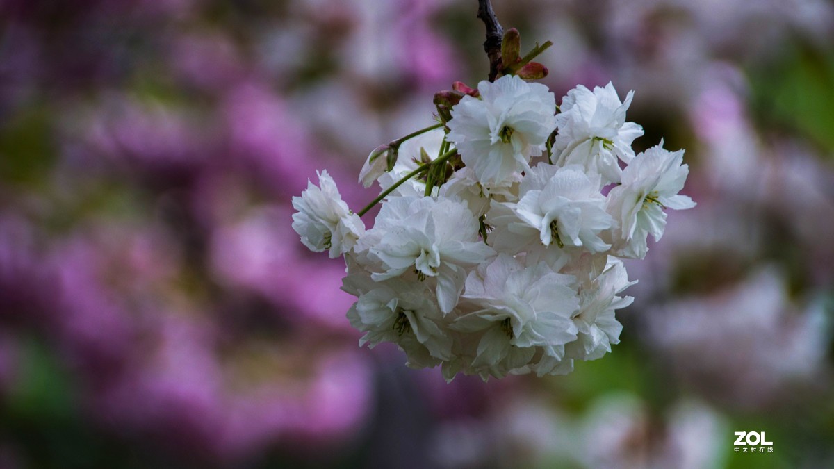 玉渊潭花花草草
