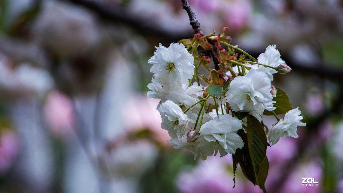 玉渊潭花花草草