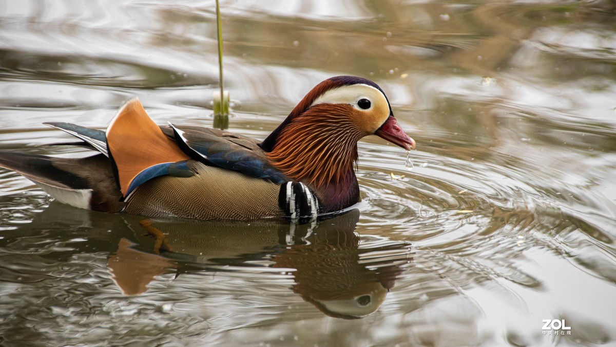 玉渊潭花花草草