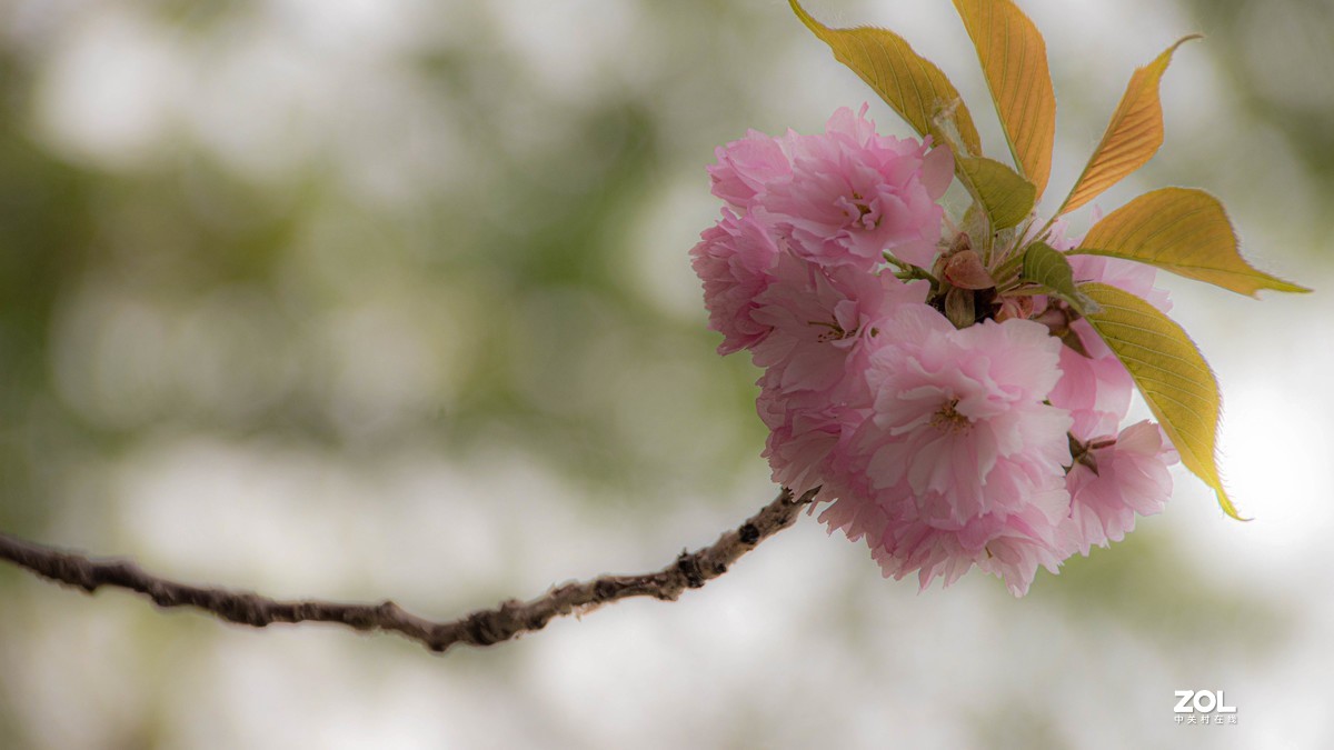 玉渊潭花花草草