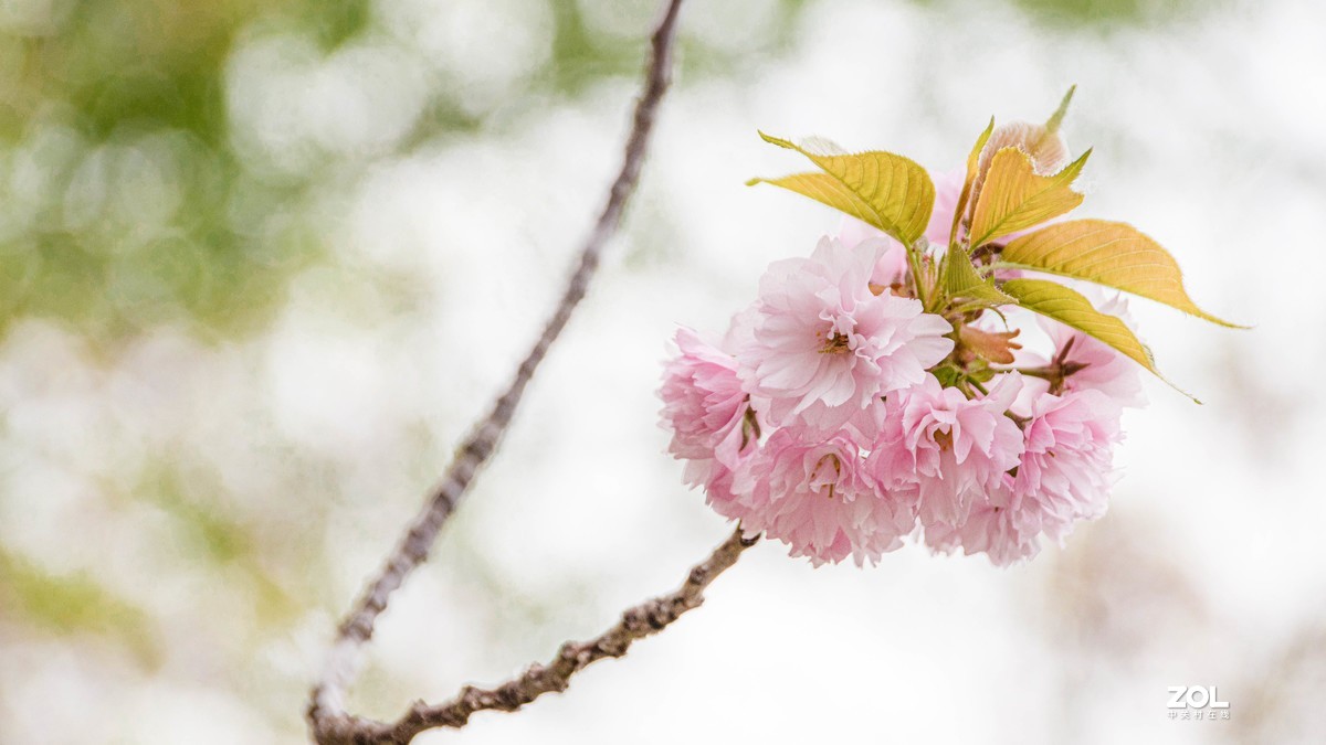 玉渊潭花花草草