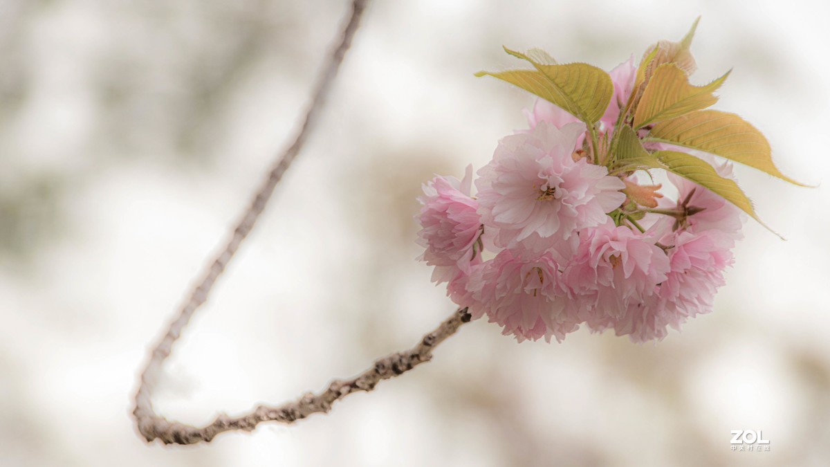 玉渊潭花花草草