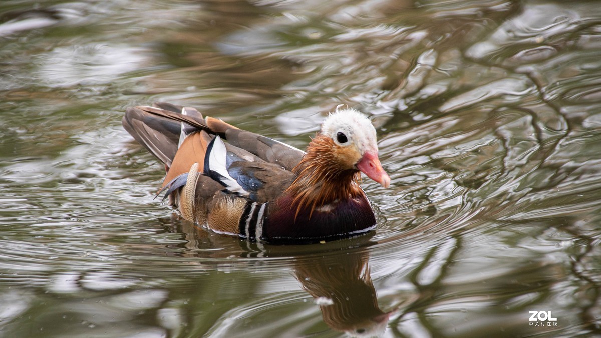 玉渊潭花花草草