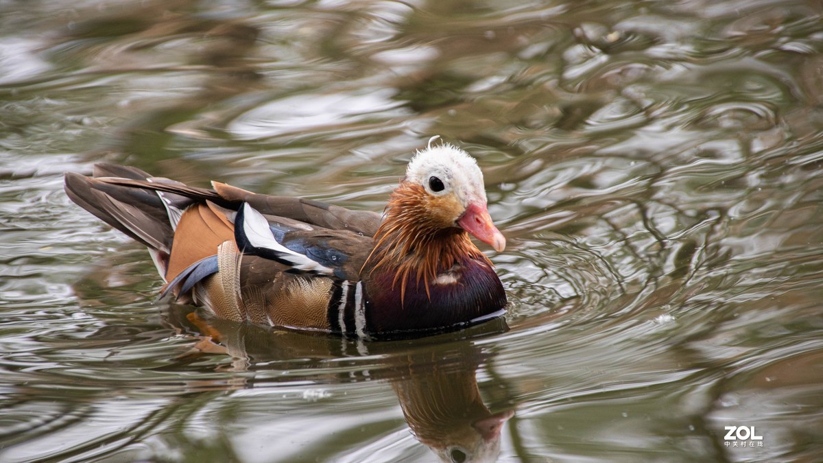 玉渊潭花花草草