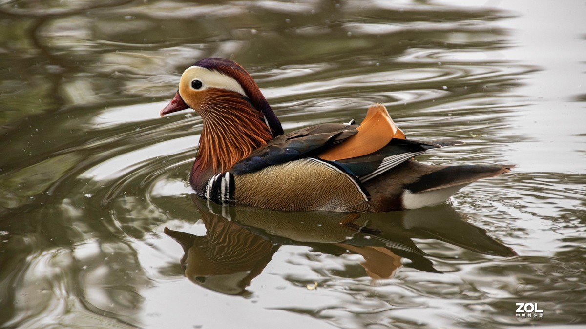玉渊潭花花草草