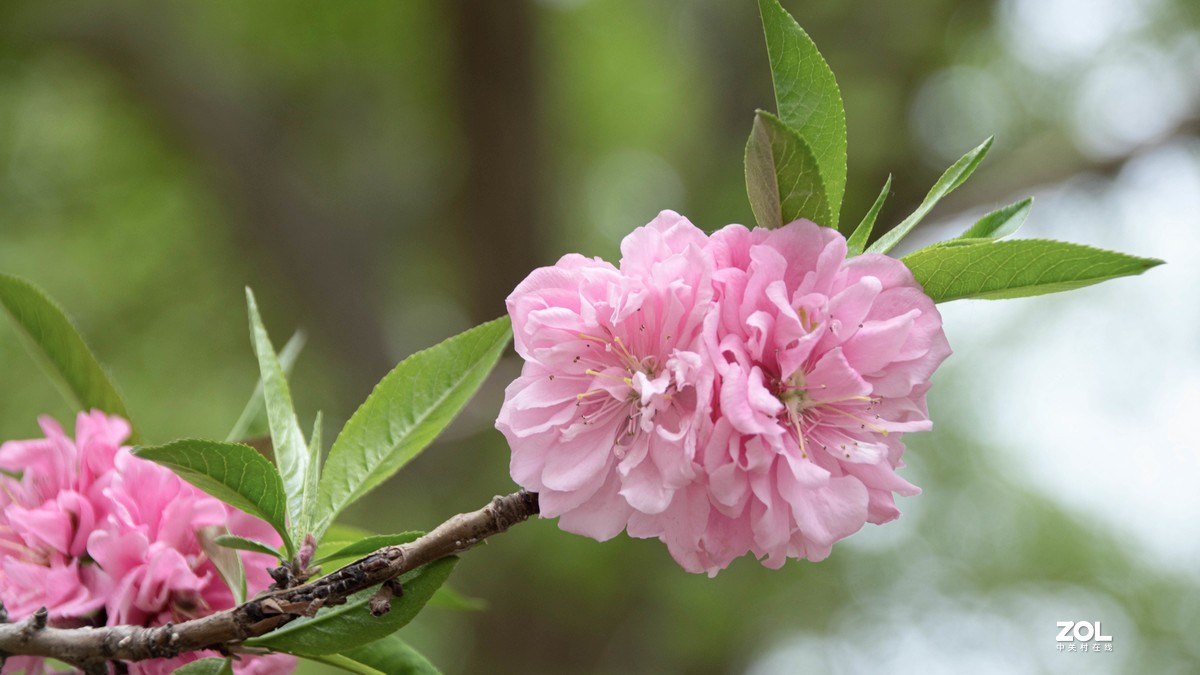 玉渊潭花花草草