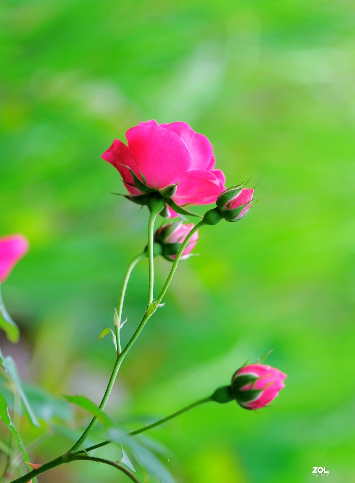 芳菲四月蔷薇花