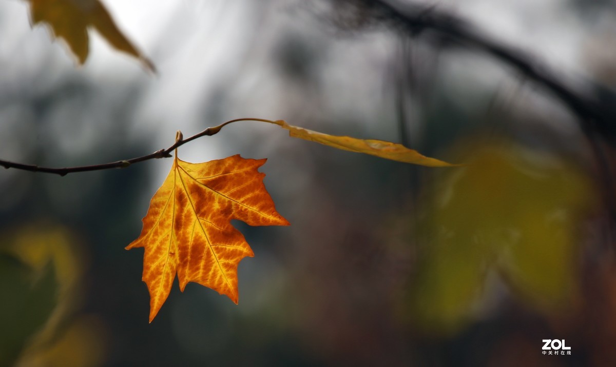 长恨春归无觅处           冬季高山花园赏花