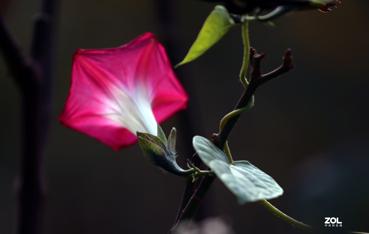 长恨春归无觅处           冬季高山花园赏花