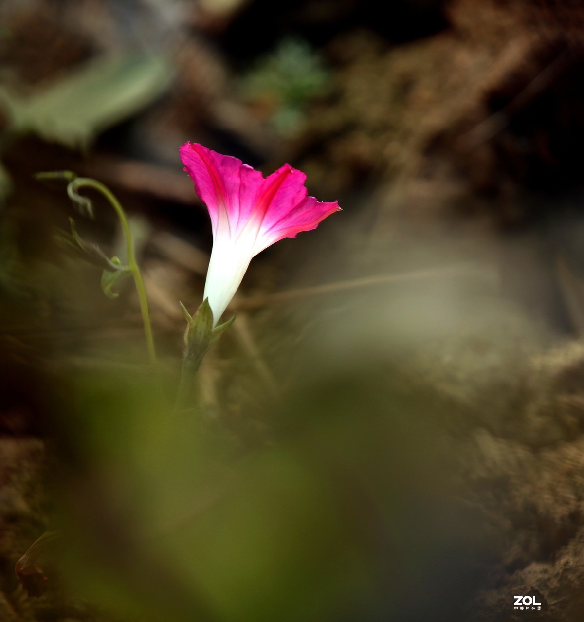 长恨春归无觅处           冬季高山花园赏花