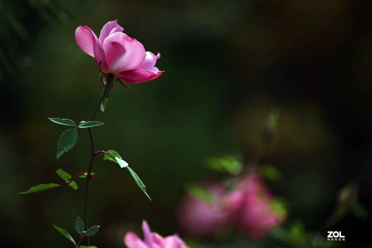 长恨春归无觅处           冬季高山花园赏花