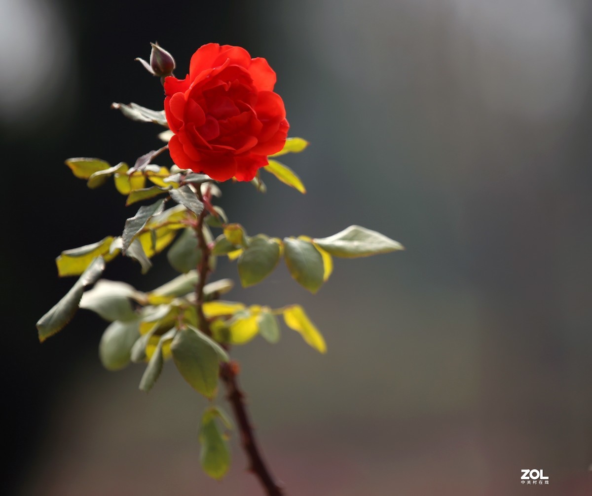 长恨春归无觅处           冬季高山花园赏花