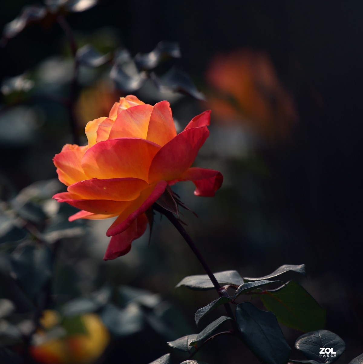 长恨春归无觅处           冬季高山花园赏花