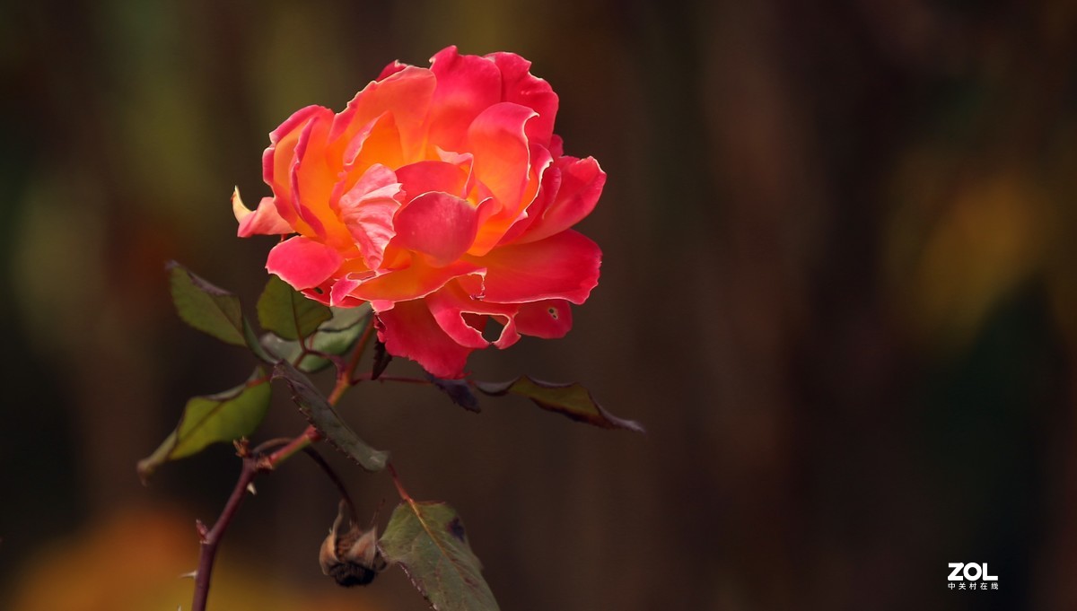 长恨春归无觅处           冬季高山花园赏花