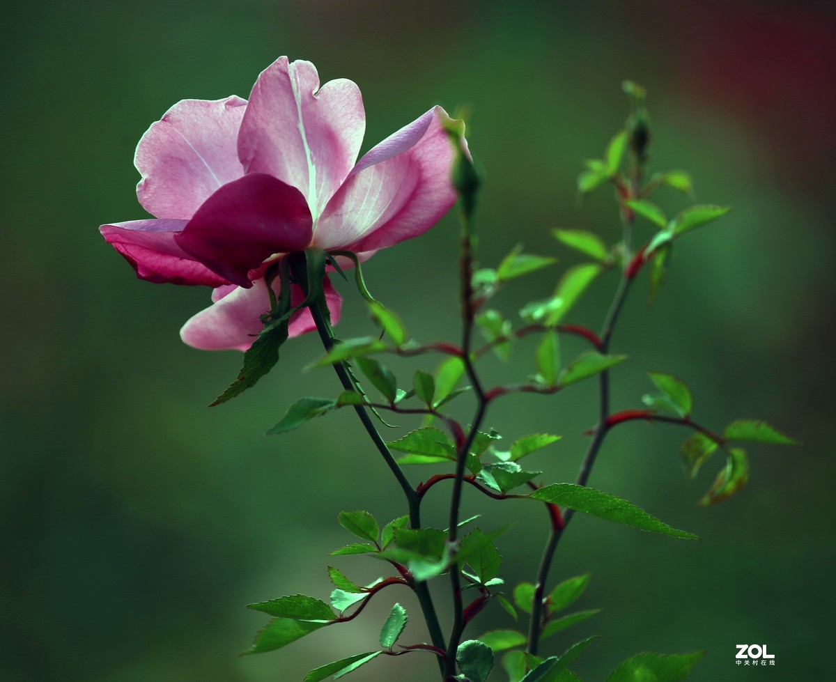 长恨春归无觅处           冬季高山花园赏花
