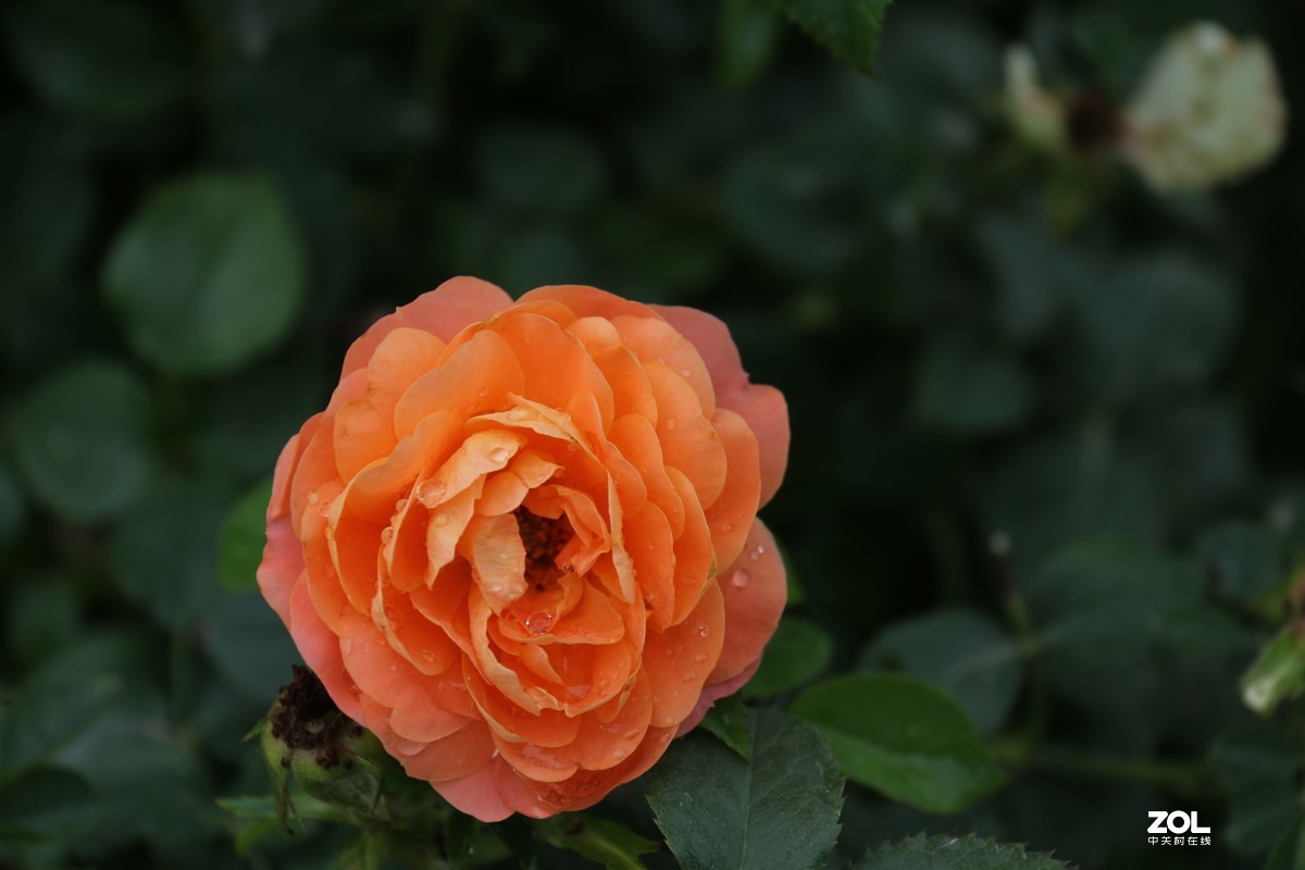 月季花