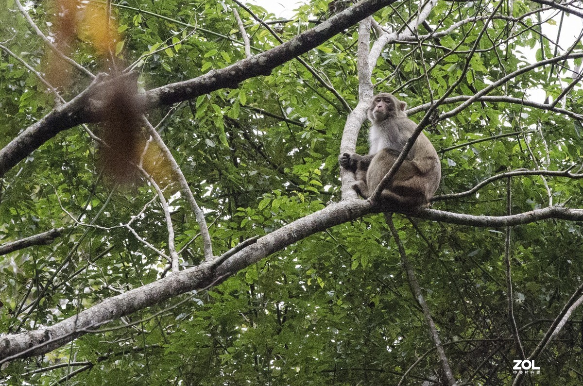 九阜山猴哥-镜头不够长，图片经过裁剪