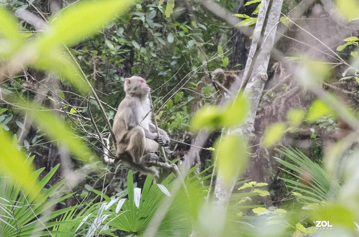 九阜山猴哥-镜头不够长，图片经过裁剪