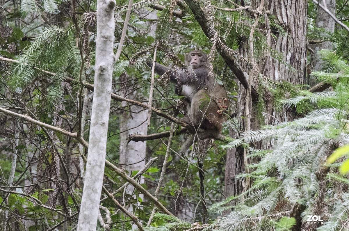 九阜山猴哥-镜头不够长，图片经过裁剪
