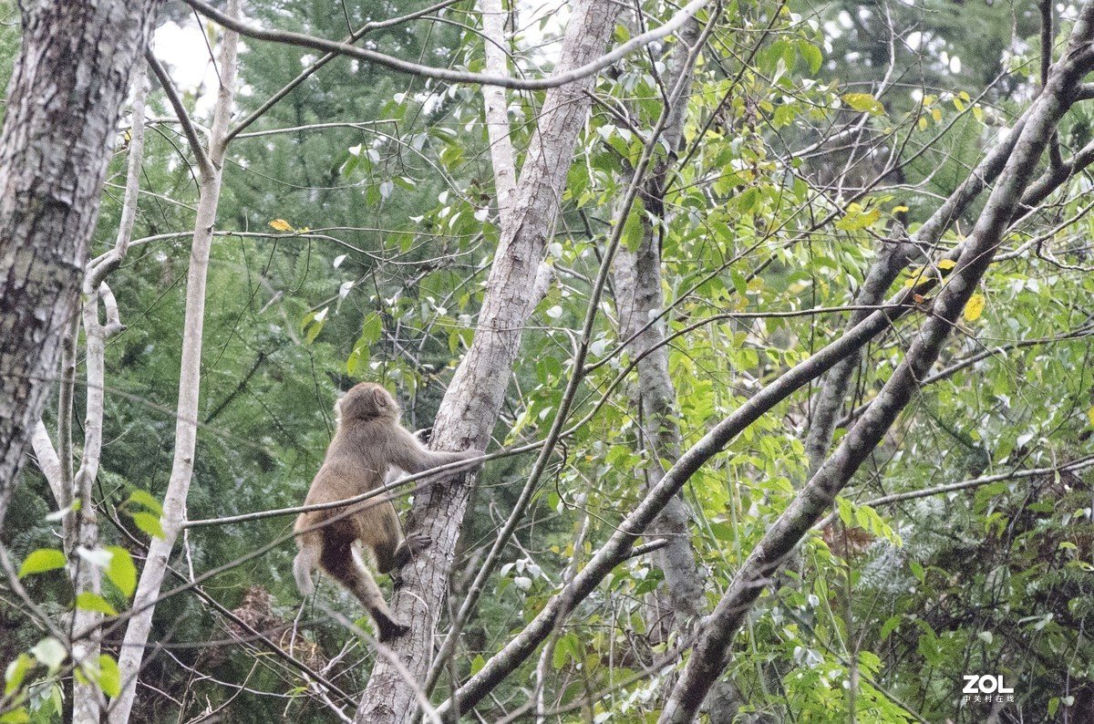 九阜山猴哥-镜头不够长，图片经过裁剪