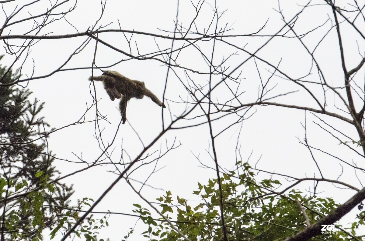 九阜山猴哥-镜头不够长，图片经过裁剪