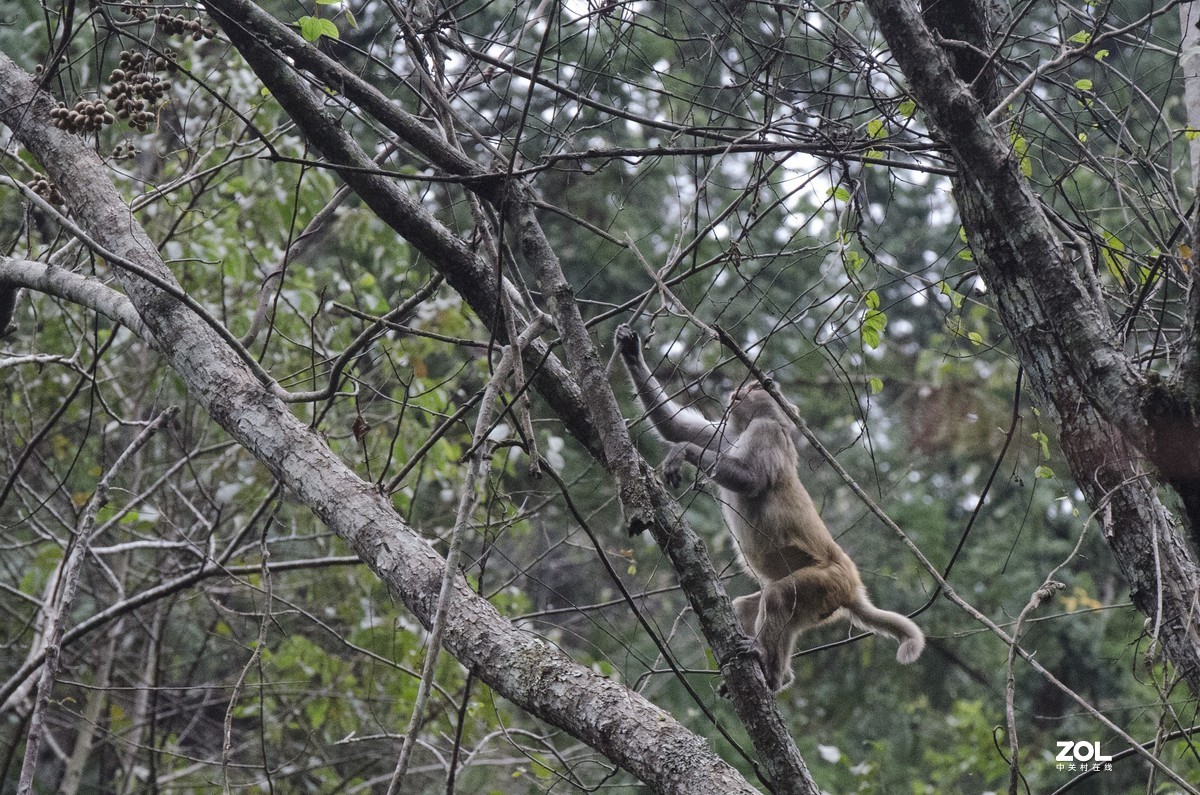 九阜山猴哥-镜头不够长，图片经过裁剪