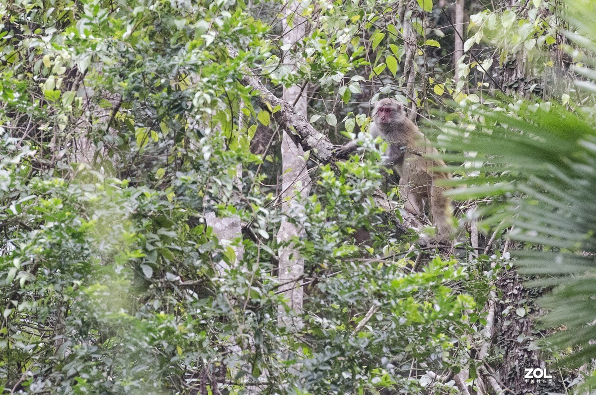 九阜山猴哥-镜头不够长，图片经过裁剪
