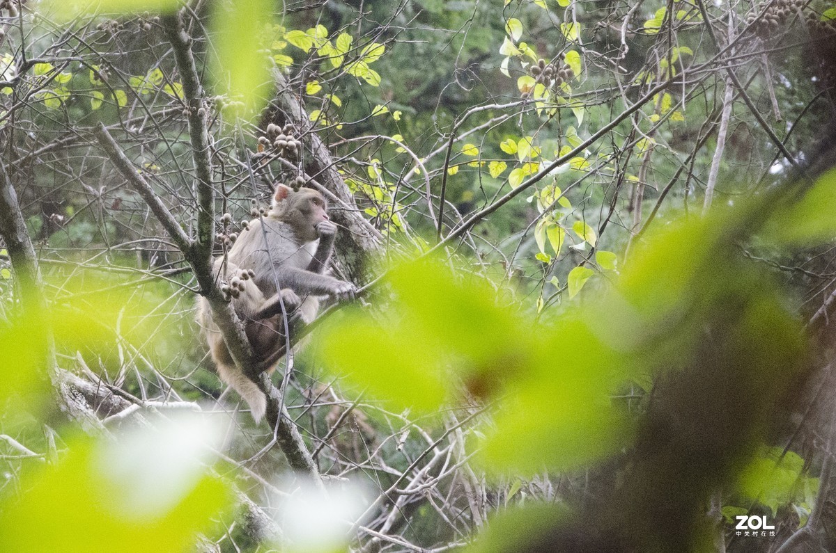 九阜山猴哥-镜头不够长，图片经过裁剪