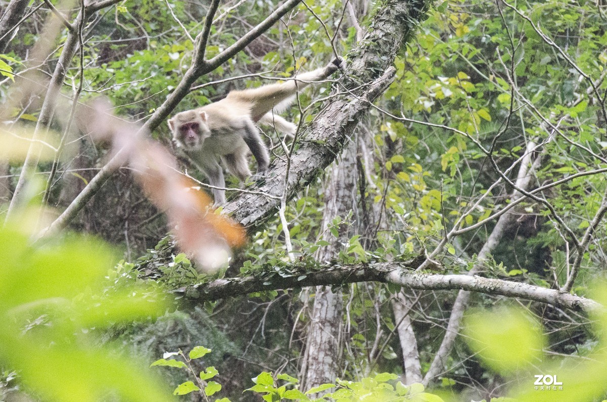 九阜山猴哥-镜头不够长，图片经过裁剪
