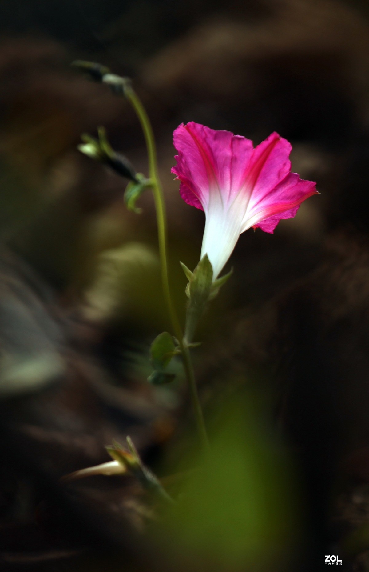 长恨春归无觅处           冬季高山花园赏花