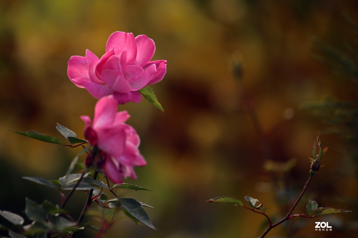 长恨春归无觅处           冬季高山花园赏花