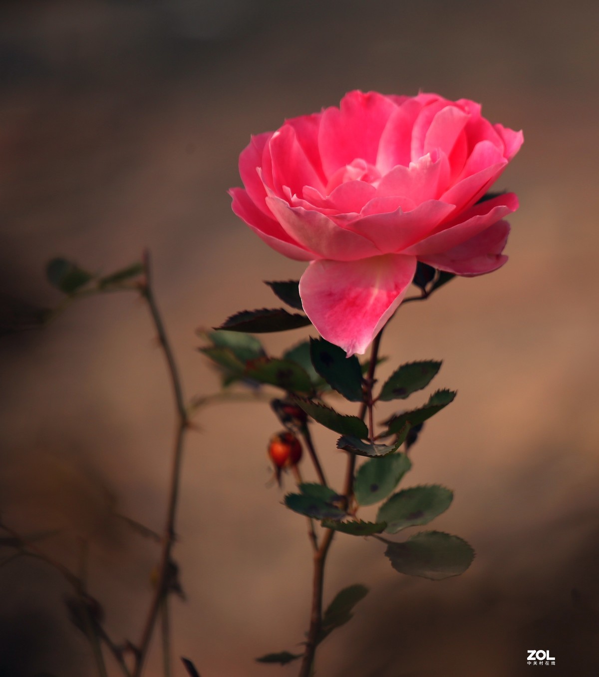 长恨春归无觅处           冬季高山花园赏花