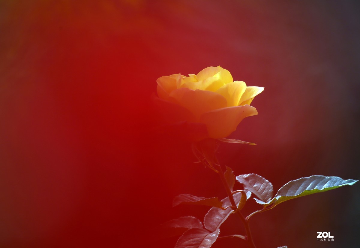 长恨春归无觅处           冬季高山花园赏花