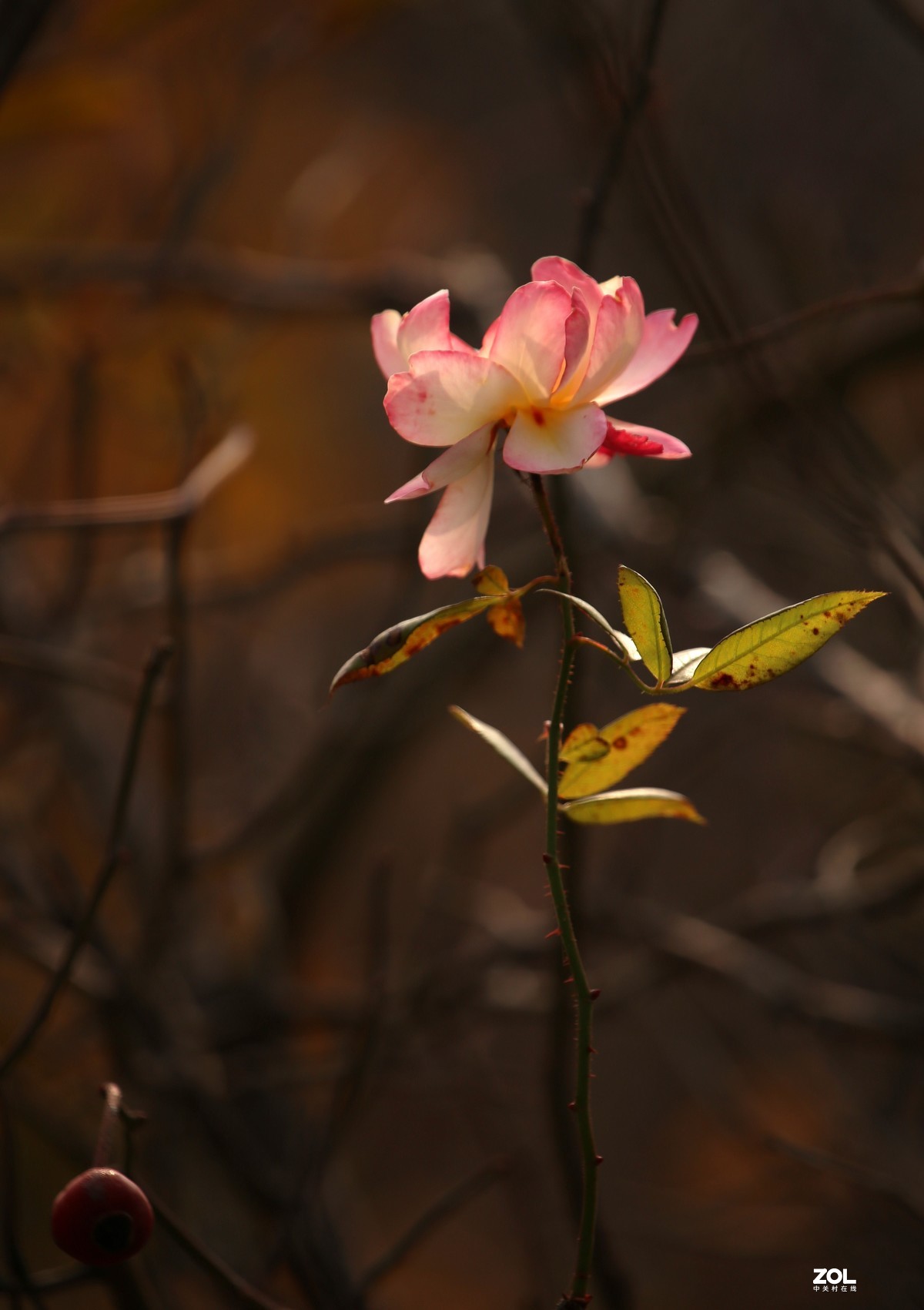 长恨春归无觅处           冬季高山花园赏花