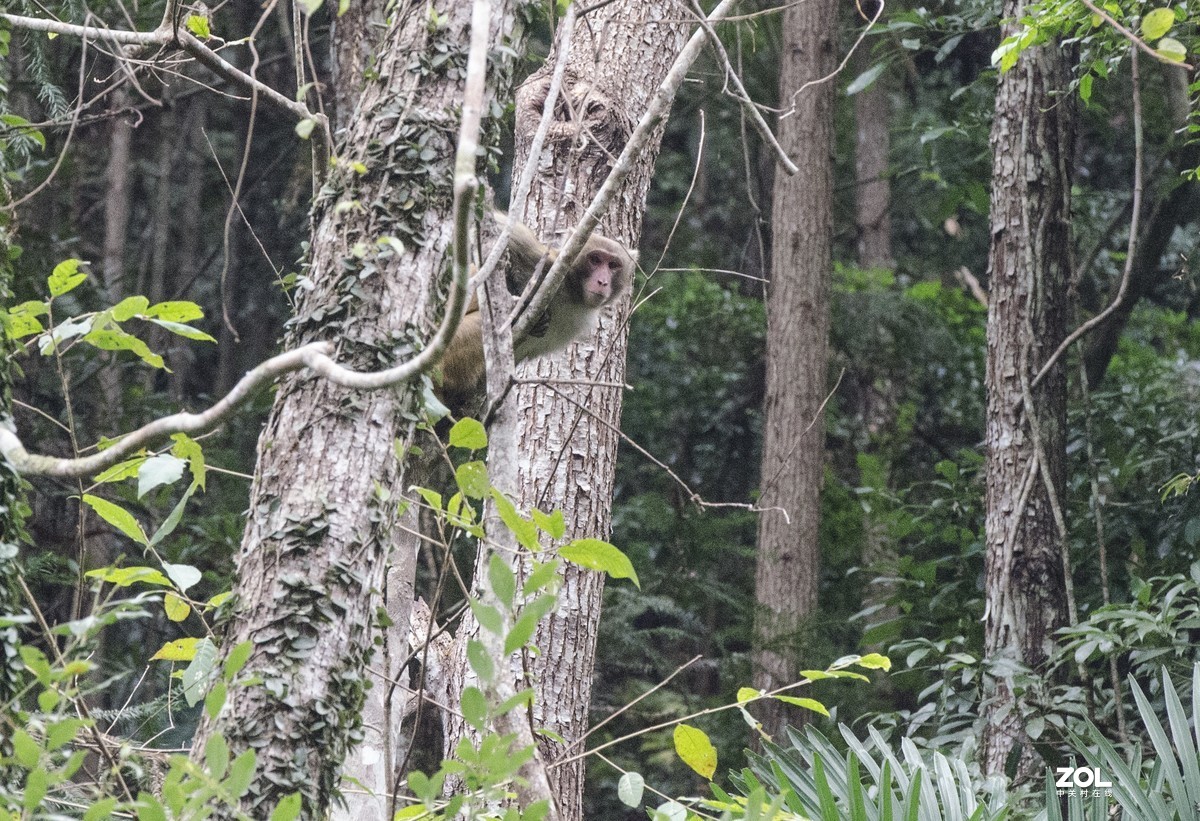 九阜山猴哥-镜头不够长，图片经过裁剪