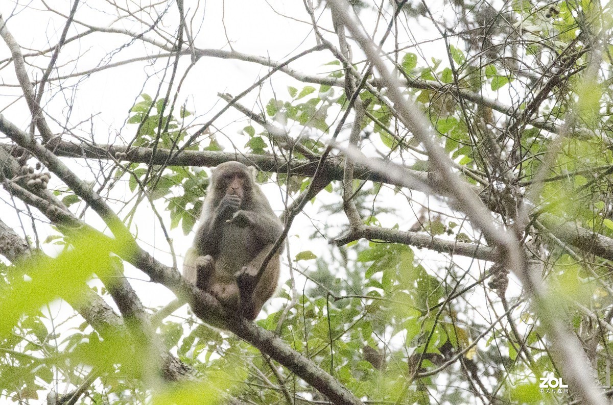 九阜山猴哥-镜头不够长，图片经过裁剪