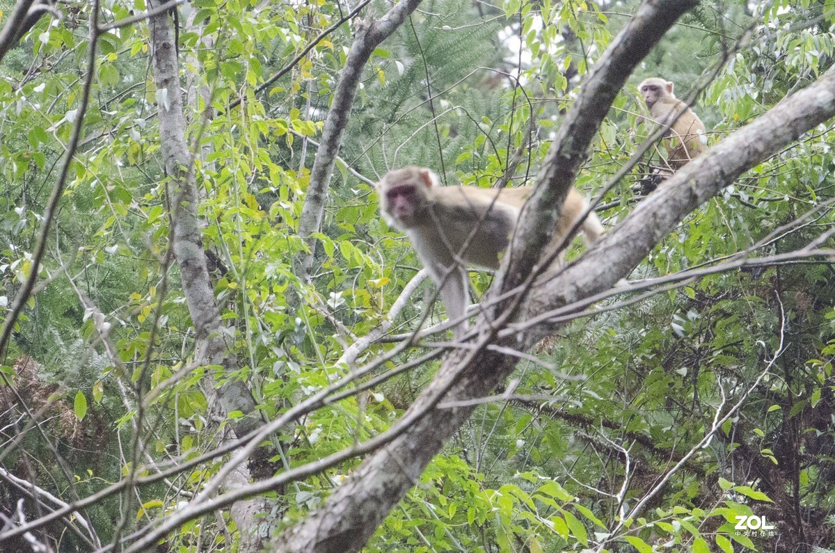 九阜山猴哥-镜头不够长，图片经过裁剪