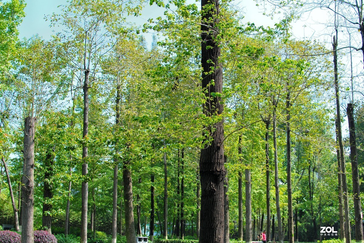 很多年没用D3000了，很是怀念，从新淘了一个，加351.8,上图，以怀念当初岁月欢迎批评