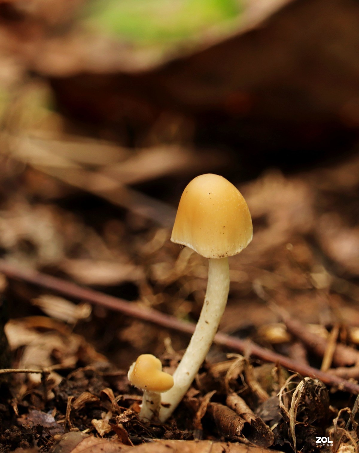 一组雨后长出的小蘑菇