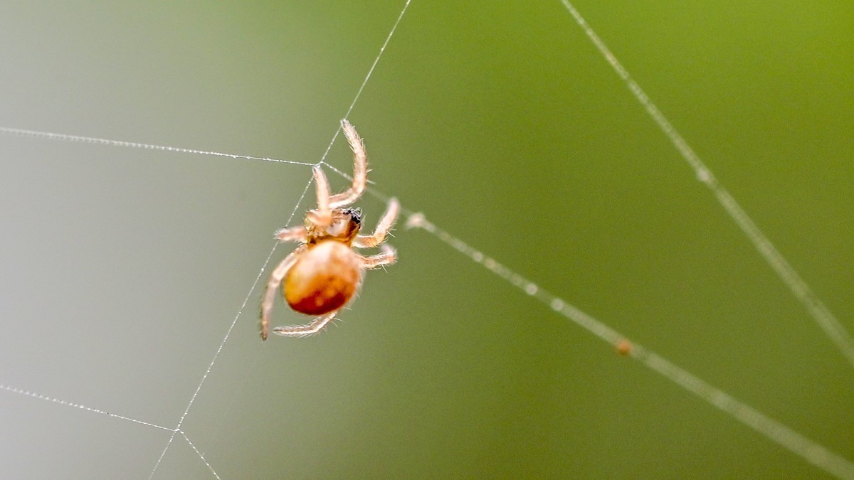1毫米大的蜘蛛头上长了一堆眼睛，嘴里还能咬个更小的蜘蛛，这世界真奇妙！