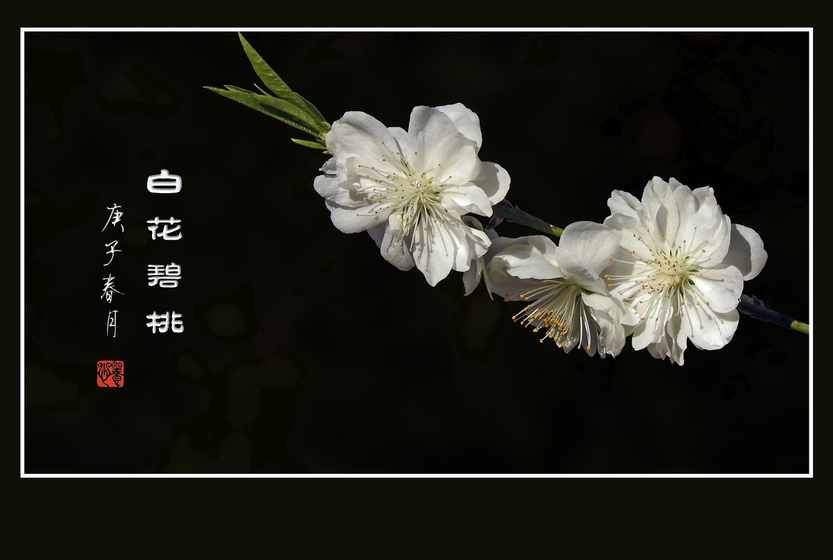 潔白無瑕的白碧桃花